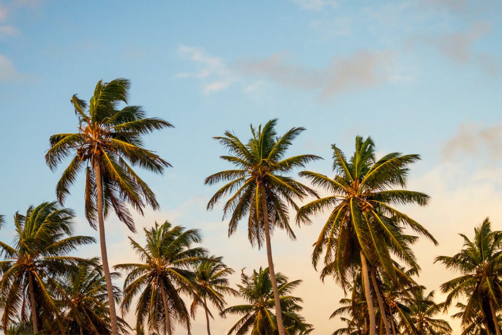 Coconut Trees for Sustainable