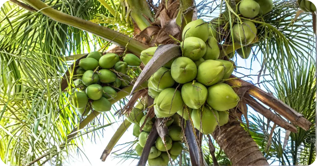 Quality Raw Material Source - Indonesia Here are the suggested metadata elements for the newly uploaded image (Oil-1.jpg), featuring the coconut tree laden with fruit.
These are optimized for your article: "How a Trusted Indonesian Virgin Coconut Oil (VCO) Exporter Ensures Consistent Quality," focusing on the concept that quality begins with the raw material source.
1. Alternative Text (Alt Text)
Best for SEO and accessibility.
Option A (SEO Keyword Focused): Thriving coconut tree with abundant fruit, the premium raw material source for a trusted Indonesian Virgin Coconut Oil Exporter.