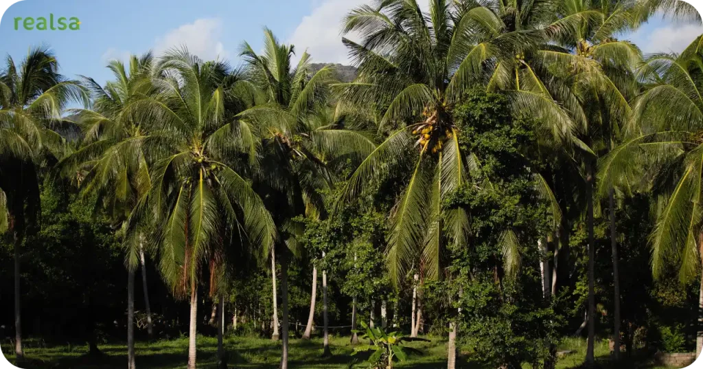 Lush organic coconut plantation in Indonesia, the sustainable source for Realsa Virgin Coconut Oil Exporter.