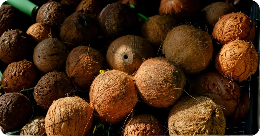 High-angle close-up view of a pile of husked organic coconuts, representing the raw material inventory for VCO production.