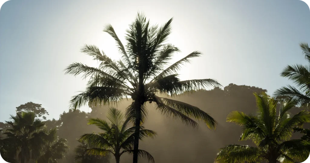 Indonesian Tropical Climate Advantage Sunlit tropical coconut trees representing the natural sourcing advantage of an Indonesian Virgin Coconut Oil Exporter.