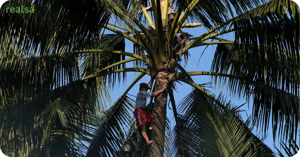 Traditional coconut farmer climbing tree for Realsa Virgin Coconut Oil Exporter Indonesia harvest