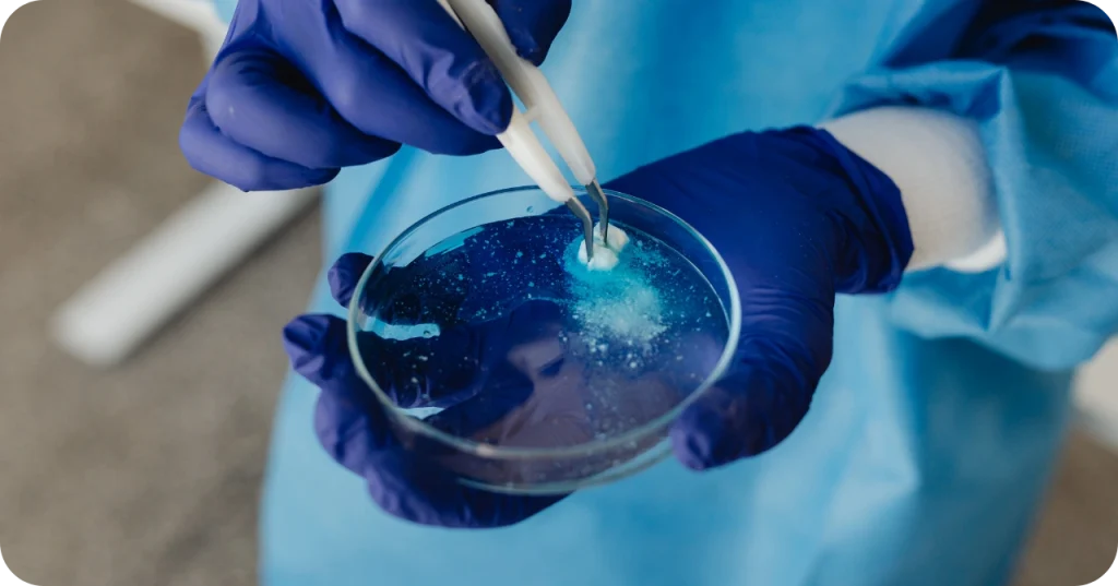 A microbiologist conducting safety testing on natural coconut sugar samples to ensure purity for food industry applications.