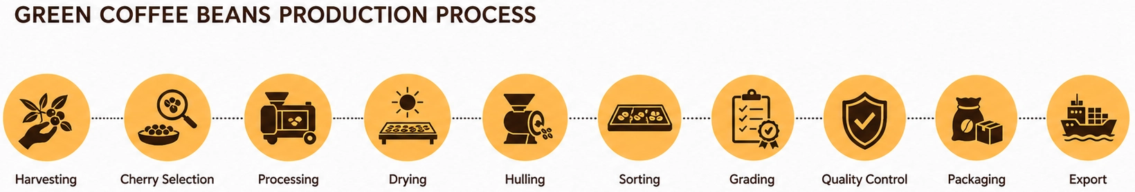 A professional infographic titled 'GREEN COFFEE BEANS PRODUCTION PROCESS' illustrating 11 key stages: Harvesting, Cherry Selection, Processing, Drying, Hulling, Sorting, Grading, Quality Control, Packaging, and Export.