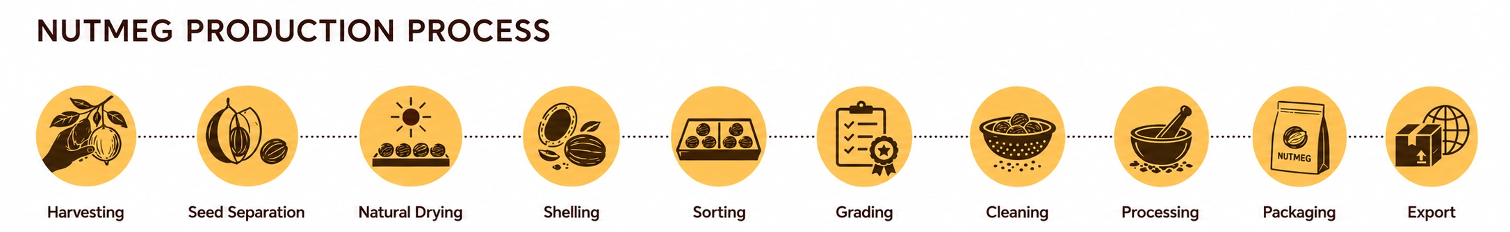 An infographic illustrating the sequential 10-step process for comprehensive nutmeg production, from initial harvesting to final export. The graphic features ten stylized orange circle icons connected by dotted lines, with distinct stages like harvesting nutmeg fruit, seed separation from the mace, natural drying, shelling to remove the husk, sorting, grading, cleaning, processing into nutmeg powder, packaging, and international export. The overall title is 'NUTMEG PRODUCTION PROCESS'.